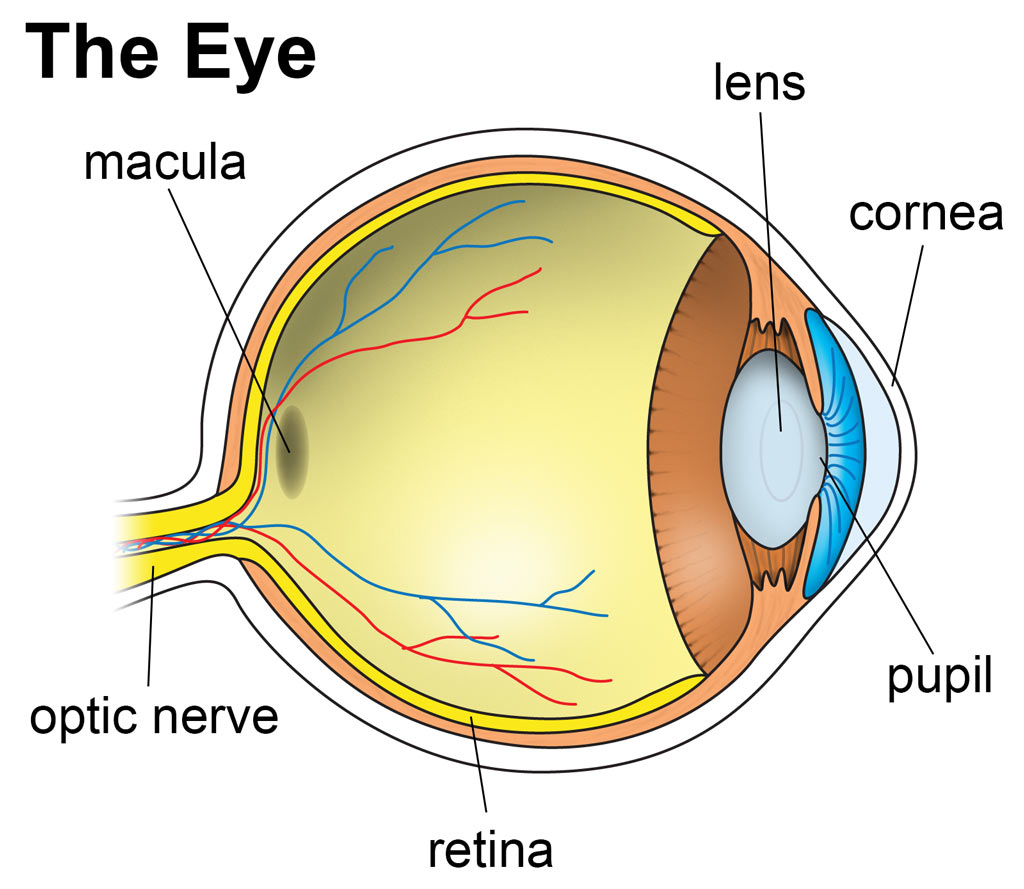 function of pupil in human eye